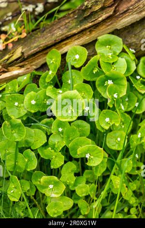 Claytonia perfoliata, gemeinhin bekannt als Miner-Salat, Indischer Salat oder Winterportulak, ist eine essbare Blütenpflanze in der Familie Montiaceae