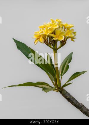 Nahaufnahme von Plumeria oder Frangipani-Zweig mit einem Haufen leuchtend gelber Blumen auf weißem Hintergrund Stockfoto