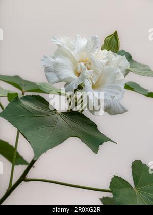 Nahaufnahme der frischen weißen Hibiskus-mutabilis-Blume, auch bekannt als Konföderierte Rose oder Dixie-Rosemallow, mit Laub und Knospe isoliert auf weißem Hintergrund Stockfoto