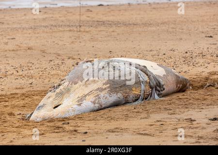 Ein junger Zwergwal wurde am Strand von North Berwick angespült Stockfoto