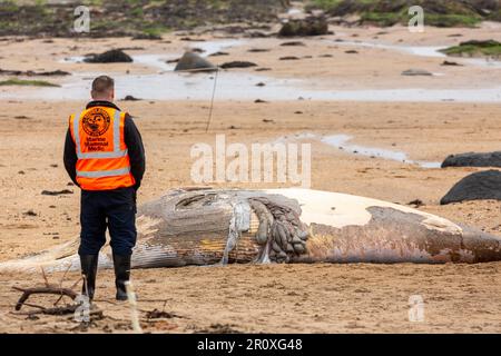 Ein junger Zwergwal wurde am Strand von North Berwick angespült Stockfoto