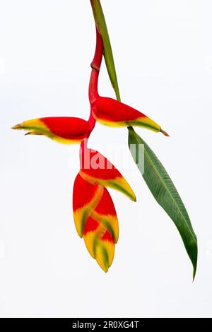 Nahaufnahme der roten gelben und grünen Blume der Heliconia rostrata, auch bekannt als hängende Hummerklaue oder falscher Vogel des Paradieses, isoliert auf weißem Hintergrund Stockfoto