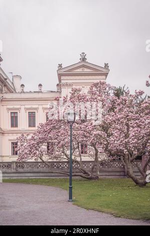 Rosafarbener Magnolienbaum in voller Blüte vor der historischen Fassade des Universitätsgebäudes in Lund Schweden Stockfoto