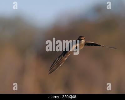 Ein majestätischer, blasser Klumpen martin (Ptyonoprogne obsoleta) über einer kargen Landschaft Stockfoto