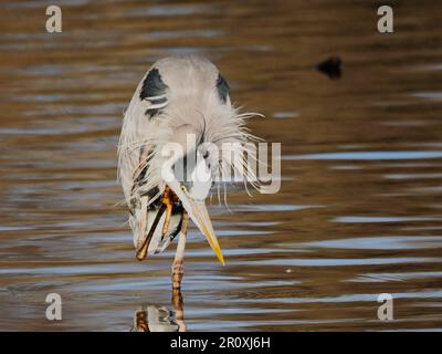 Ein großer blauer Reiher (Ardea herodias) in einem Teich an einem warmen, sonnigen Tag Stockfoto