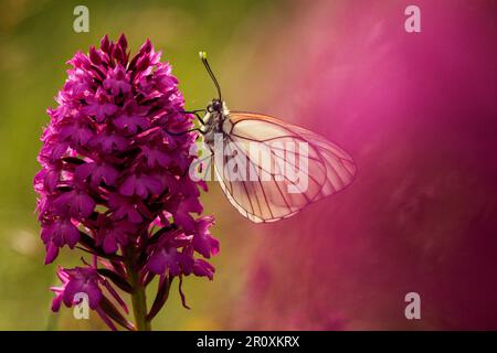 Schwarz-geädert weiß (Aporia crataegi) auf einer Pyramidenorchidee (Anacamptis pyramidalis) Stockfoto