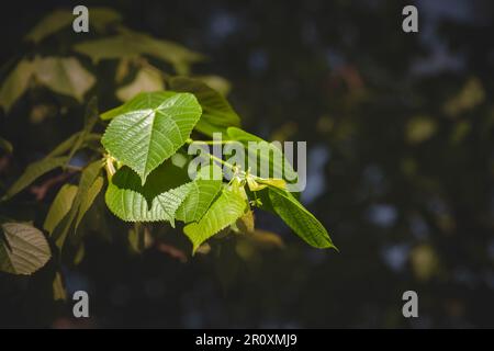 Bild eines Limettenbaums oder einer Tillia mit Fokus auf Zweigen und Blättern. Tilia ist eine Gattung von etwa 30 Arten von Bäumen oder Büschen, die überall in Mos heimisch sind Stockfoto