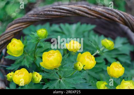 Blumen des Trollius Badeanzugs in einem Korb auf dem Hintergrund der grünen Vegetation im Garten. Selektiver Fokus, Nahaufnahme Stockfoto