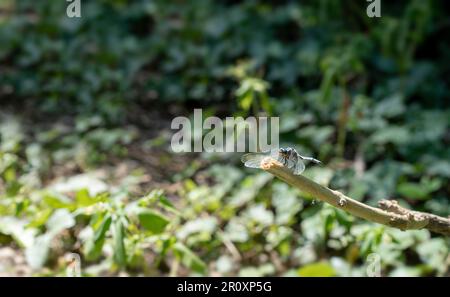 Nahaufnahme einer blauen Kaiser-Libelle (Anax Imperator). Sonnenbaden auf einem Ast. Stockfoto