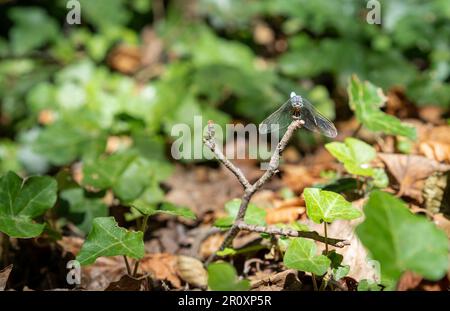 Männliche blaue Kaiser-Libelle (Anax Imperator). Sonnenbaden unter Efeu-Blättern. Von Angesicht zu Angesicht. Sonniger Tag. Stockfoto