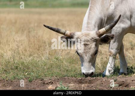 Grasen ungarischer grauer Rinder (Bos primigenius taurus hungaricus) auf dem Feld. Stockfoto