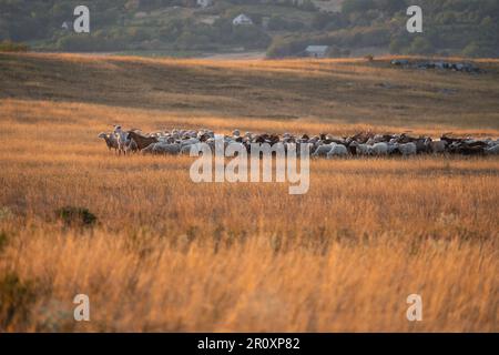 Herde von Schafen und Ziegen, die bei Sonnenuntergang auf der Weide weiden. Landschaften im Hintergrund. Goldfarbene Landschaft. Gelbes Grasfeld. Stockfoto