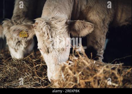 Eine Herde Kühe, die in einer rustikalen Stalllage grasen. Stockfoto