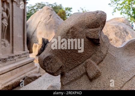 Großer Nandhi-gott in einem Tempel an der Küste nahe Mahabalipuram. Stockfoto