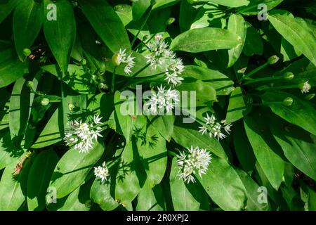 Wilde Knoblauchblüten von oben auf einer Wiese Stockfoto