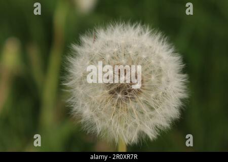 Nahaufnahme einer einzelnen Löwenzahnblume vor einem leuchtend grünen Hintergrund, die die komplexen und zarten Blütenblätter hervorhebt Stockfoto