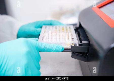 Zur Durchführung mikrobiologischer Analysen an mehreren Proben führt ein Wissenschaftler eine Mikrotiterplatte für die biologische Analyse in ein Mikrotiterplatten-Spektralphotometer ein. Stockfoto