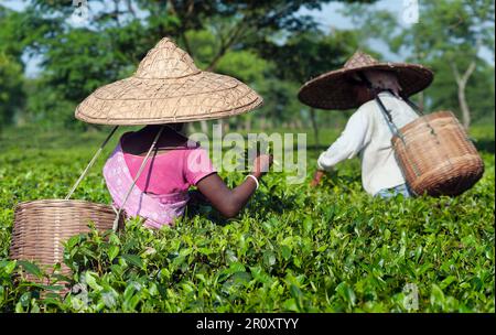 Frauen, die in einer üppigen Plantage in Jorhat, Indien, Teeblätter pflücken, wunderschöne Bambushüte tragen und Sammelkörbe tragen. Stockfoto