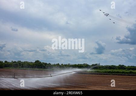 Bewässerung landwirtschaftlicher Felder durch ein modernes Sprühsystem. Eine Gruppe von Militärflugzeugen am Himmel Stockfoto