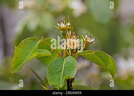 Ovar der Birnenfrucht nach Blüte. Garten und Landwirtschaft Stockfoto