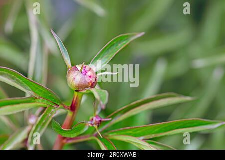 Knospen einer ungeöffneten rosa Pfingstrose einer seltenen Sorte, Blumenzucht Stockfoto