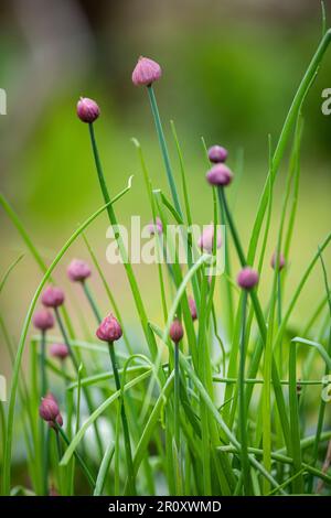 Nahaufnahme einer lila Schnittlauch-Knospe Stockfoto