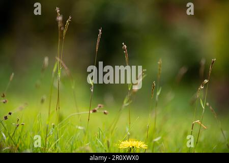 Gräser und Wildblumen auf einem ungemähten Rasen Stockfoto