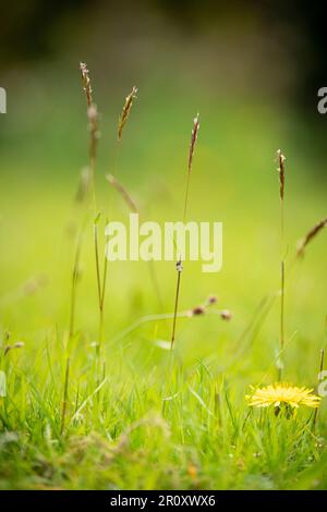 Gräser und Wildblumen auf einem ungemähten Rasen Stockfoto