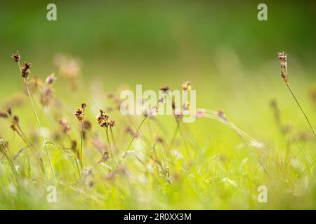 Gräser und Wildblumen auf einem ungemähten Rasen Stockfoto