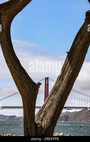 Ein wunderschöner Blick durch eine Zypresse an der Golden Gate Bridge an einem wunderschönen Nachmittag in San Francisco Stockfoto