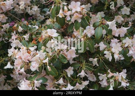 Hübsche, hellrosa Rhododenlaufblumen Stockfoto