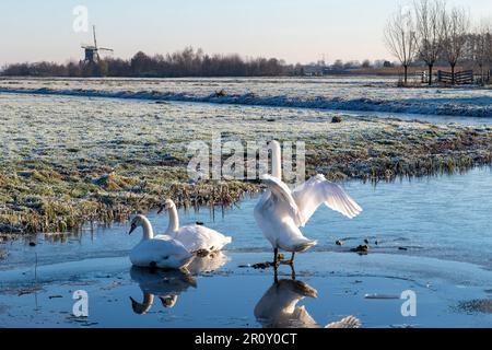 Blick auf drei Schwäne an der Seite eines Eislochs, einer breitet die Flügel aus und zwei sitzen auf dem Eis, mit Frostwiesen und Windmühle im Hintergrund Stockfoto