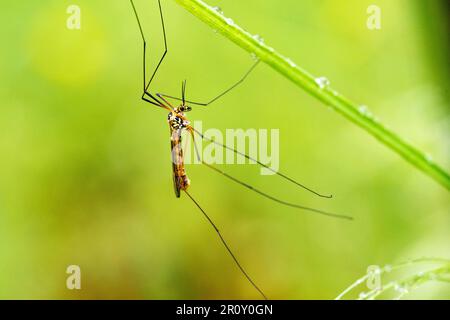 Tipula ist eine sehr große Insektenart in der Fliegenfamilie Tipulidae, Occitanie, Frankreich. Foto: Denis Prezat/ABACAPRESS.COM Stockfoto