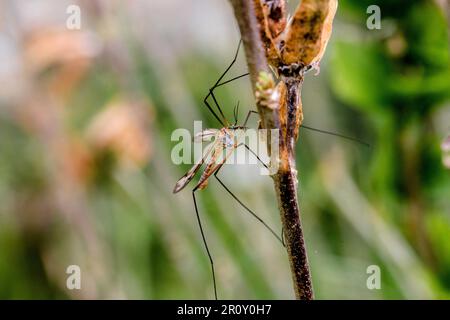 Tipula ist eine sehr große Insektenart in der Fliegenfamilie Tipulidae, Occitanie, Frankreich. Foto: Denis Prezat/ABACAPRESS.COM Stockfoto