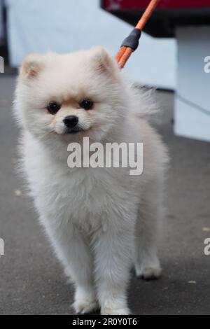 Weißer süßer pommerischer junger Hund an der Leine, der auf dem Weg steht. Gepflegtes Tierporträt Stockfoto