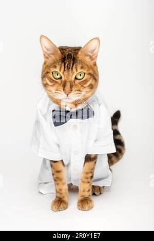 Die Katze in einem Hemd und einer Fliege auf weißem Hintergrund ist isoliert. Stockfoto