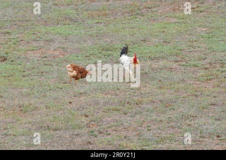 Ein weißer Hahn, der an einem braunen Huhn auf einem Wiesenfeld vorbeiläuft Stockfoto