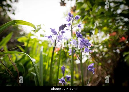 Bluebell-Blume in einem Waldgarten Stockfoto