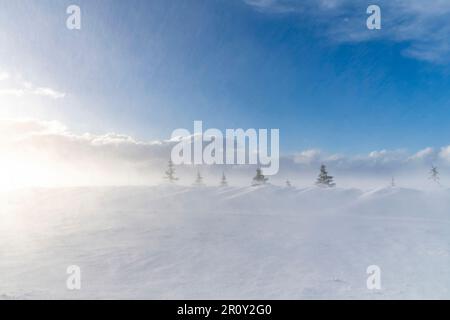 Blick aus dem niedrigen Winkel auf einen Schneehaufen, der von einem Schneesturm gegen eine Reihe von Kiefern in Island geschoben wird, wobei der Schnee in der Luft schwingt Stockfoto