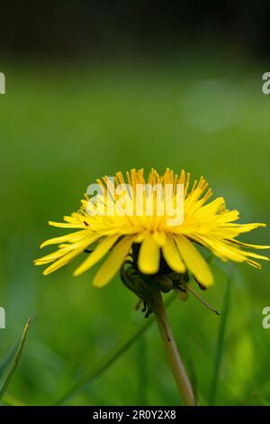 Gelbe Löwenzahnblume in einem wilden Blumengarten Stockfoto