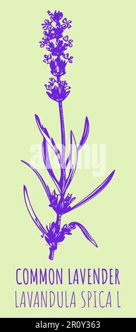 Gemälde AUS LAVENDEL. Handgezeichnete Illustration. Lateinische Bezeichnung Lavandula L. Stockfoto