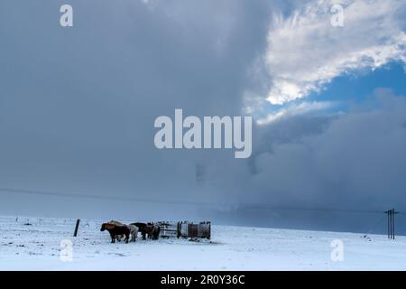 Blick auf einige typische isländische Pferde in einer schneebedeckten Landschaft vor einigen einfachen Schutzzäunen mit dunklen Schneewolken am Himmel Stockfoto