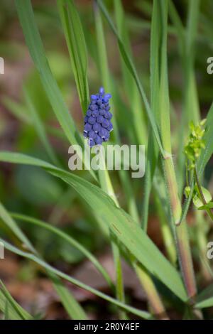 Blaue Hyazinthen-Wildblume Stockfoto