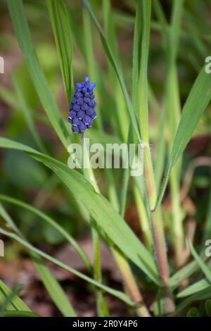 Blaue Hyazinthen-Wildblume Stockfoto