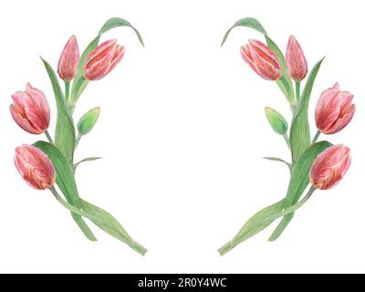 Aquarell realistische botanische Darstellung von pinkfarbenen Tulpenrändern auf weißem Hintergrund für Ihr Design, Hochzeitsdruckprodukte, Papier Stockfoto