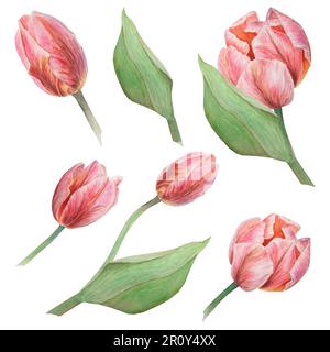 Aquarell realistische Botanik Set mit pinkfarbenen Tulpen, isoliert auf weißem Hintergrund für Ihr Design, Hochzeitsdruckprodukte, Papier Stockfoto