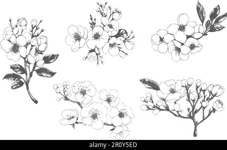 Moderner minimalistischer handgezeichneter Tintenstil. Zeichnen Sie Sakurblüten und -Blätter. Illustration von Kirschblüten auf weißem Hintergrund. Stock Vektor