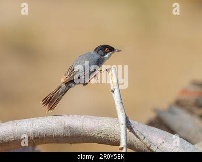 Kanarische Sardinische Warbler, Unterart Curruca melanocephala leucogastra, ein ausgewachsener männlicher Vogel, der auf einen Zweig springt, Gran Canaria, Kanarische Insel, Spanien Stockfoto