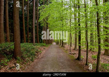 Europäische Buche (Fagus sylvatica) und schottische Kiefer (Pinus sylvestris) Laub- und immergrüne Wälder, die durch einen Feldweg getrennt sind Stockfoto