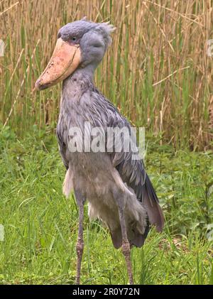 Ein Schuhschnabel (Balaeniceps rex, Walschnabel, Walstorch, Schuhschnabelstorch) steht im Gras mit Schilf im Hintergrund. Am 2023. Mai, Walsrode. Stockfoto